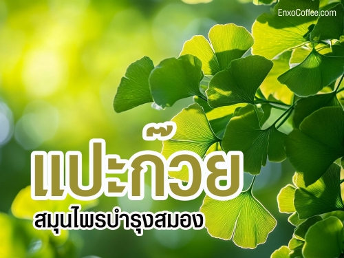 แปะก๊วย สมุนไพรบำรุงสมอง